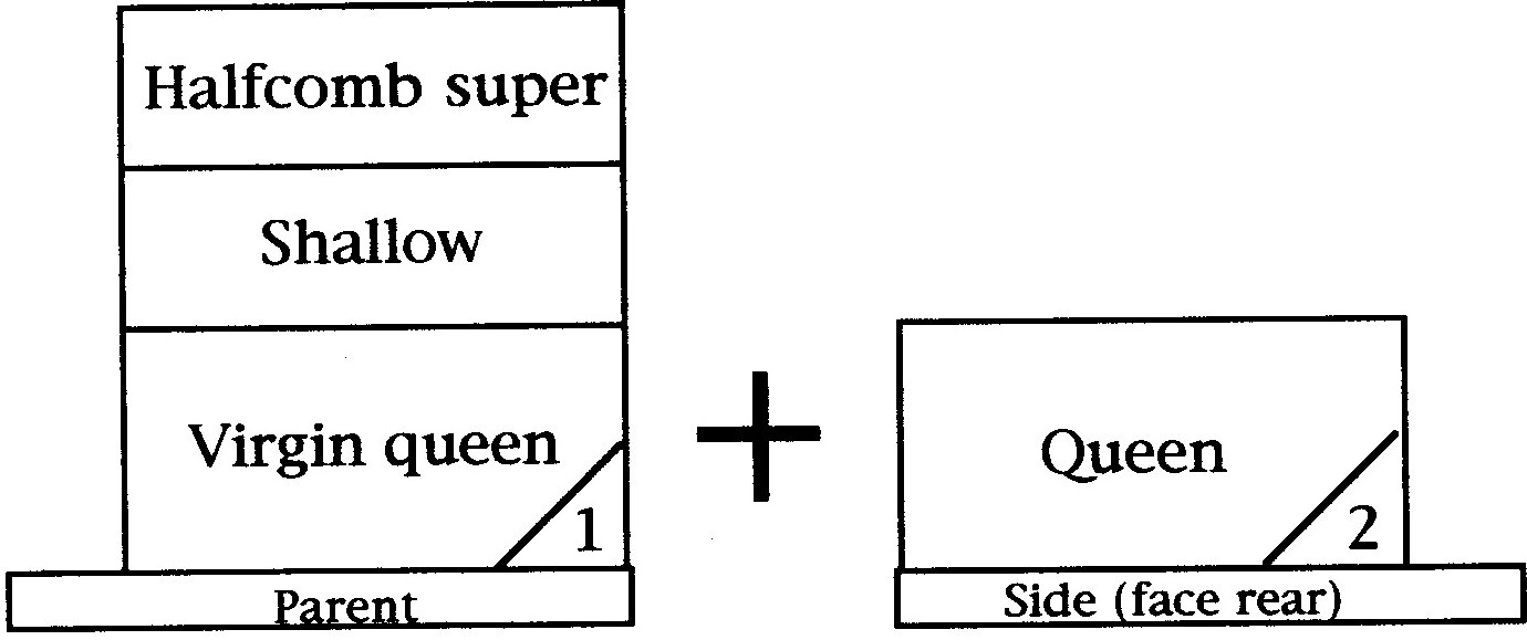 Queen-Prod-2 Queen-Prod-2