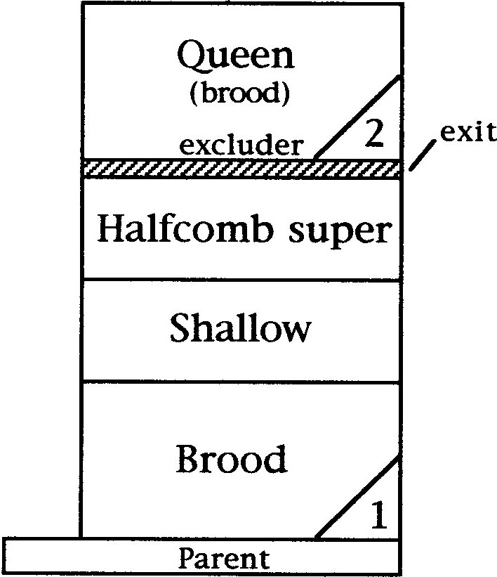 Queen-prod scan Queen-prod scan